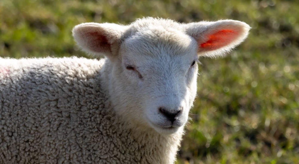 The Lamb of God